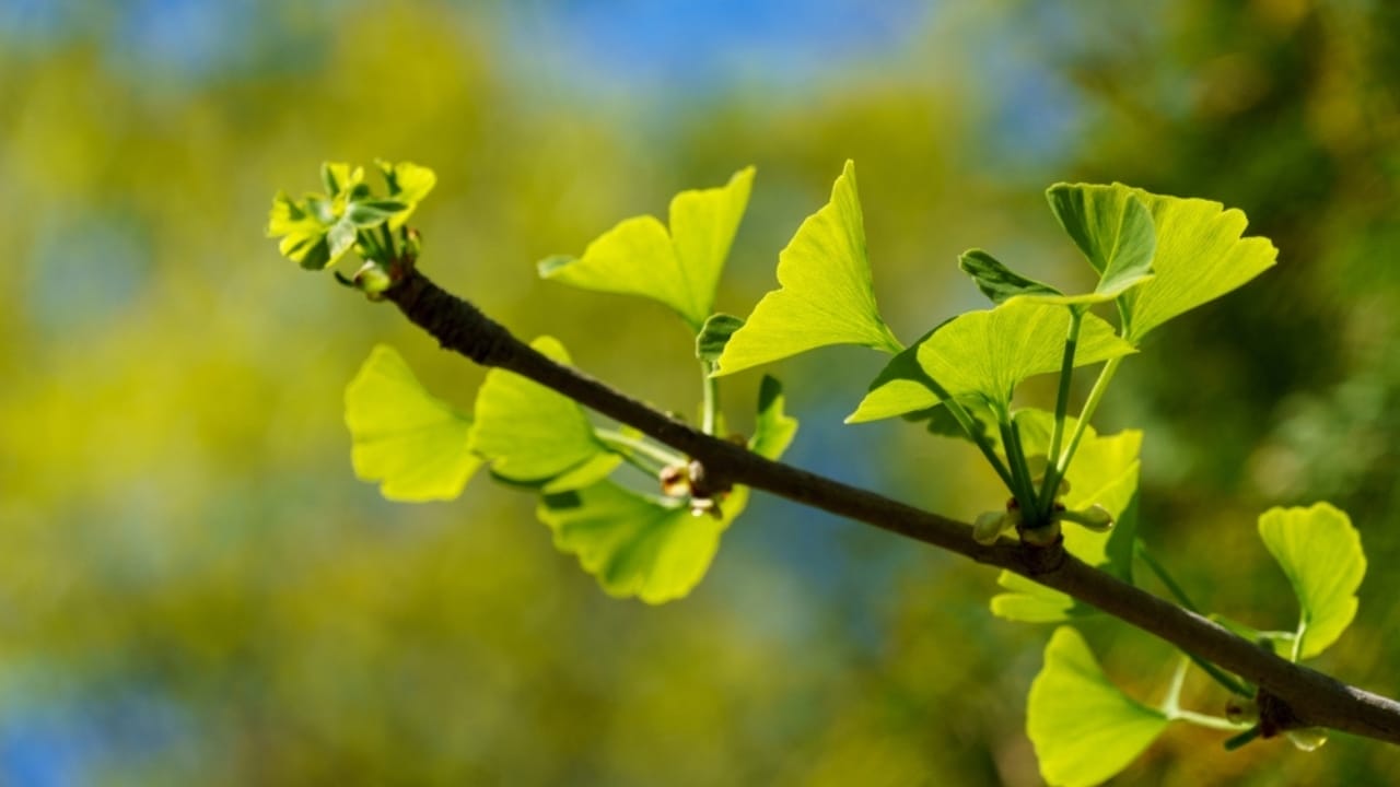 15 Beautiful but Smelly Plants That Could Be Stinking Up Your Yard 5 15 Beautiful but Smelly Plants That Could Be Stinking Up Your Yard - ginkgo tree ss2458532161