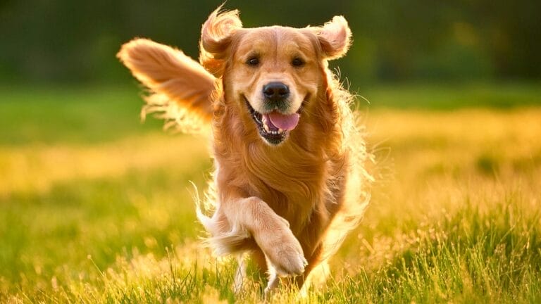 15 Happy-Go-Lucky Dog Breeds That Will Brighten Your Day 3 15 Happy-Go-Lucky Dog Breeds That Will Brighten Your Day - golden retriever dog ss2495629735