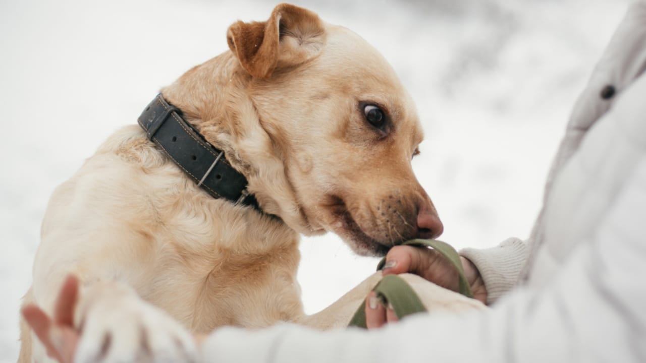 Third Wave of Dog Domestication: Scientists Show How Oxytocin May Shape the Perfect Pet 5 Third Wave of Dog Domestication: Scientists Show How Oxytocin May Shape the Perfect Pet - golden labrador sniffing person hands ss1470838676
