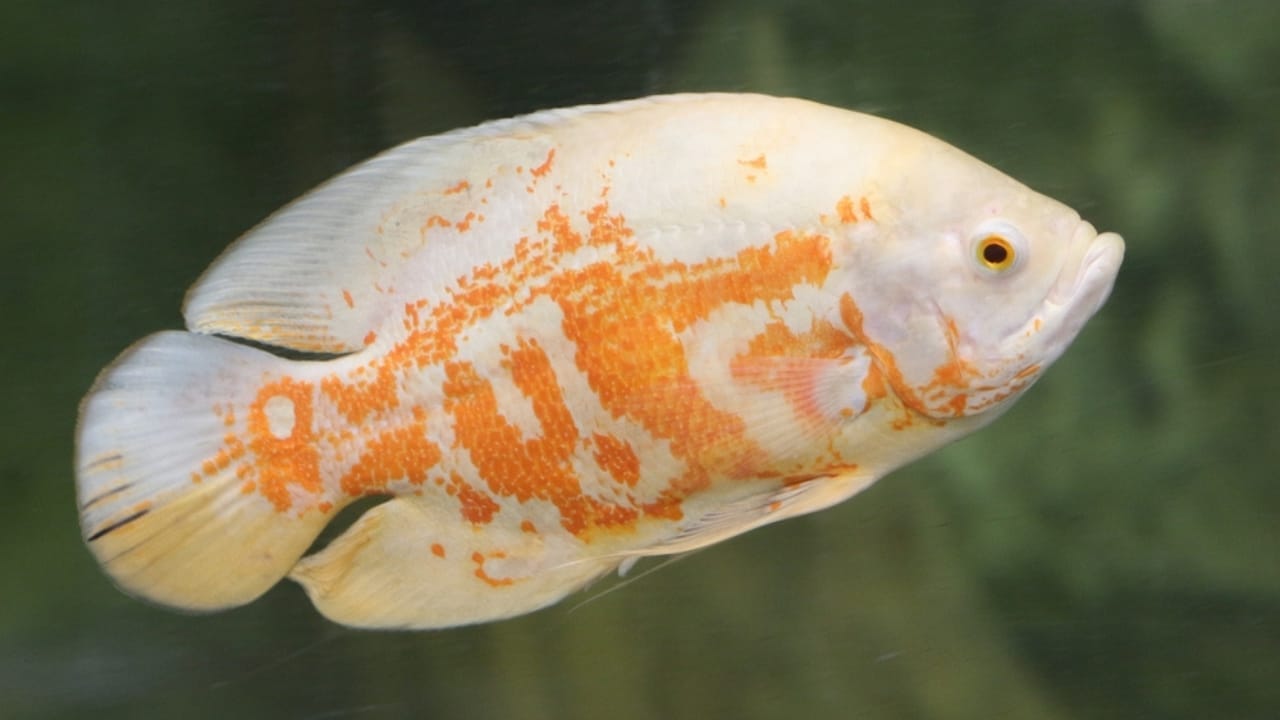 15 Oscar Fish Varieties for the Perfect Aquarium 7 15 Oscar Fish Varieties for the Perfect Aquarium - golden oscar fish ss2294870509