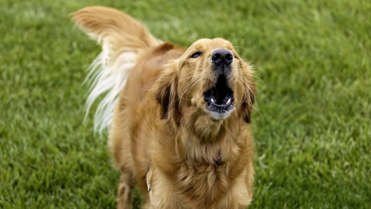 Golden Retriever Charlie's World Record-Breaking Bark & 15 Loudest Barking Breeds - golden retriever bark ss2462334711