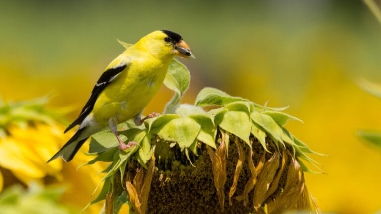 14 Incredible Plants That Will Attract Swarms of Goldfinches 5 14 Incredible Plants That Will Attract Swarms of Goldfinches - goldfinch sunflower ss2247678469