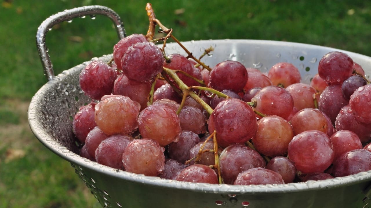 The Baking Soda Trick for Pesticide-Free Grapes - 10 Step Guide 12 The Baking Soda Trick for Pesticide-Free Grapes - 10 Step Guide - grapes in colander dp11711418
