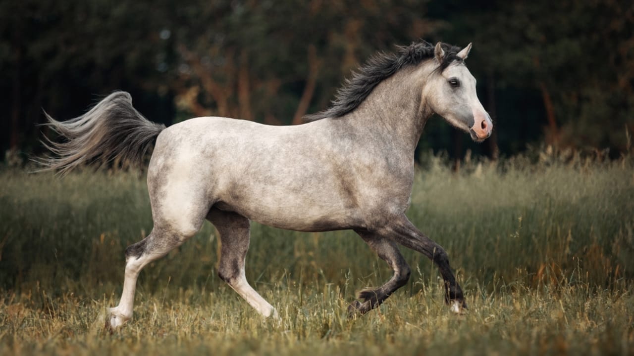 A Closer Look at Horse Colors: From Uncommon Shades to Everyday Favorites - gray horse dp277259916