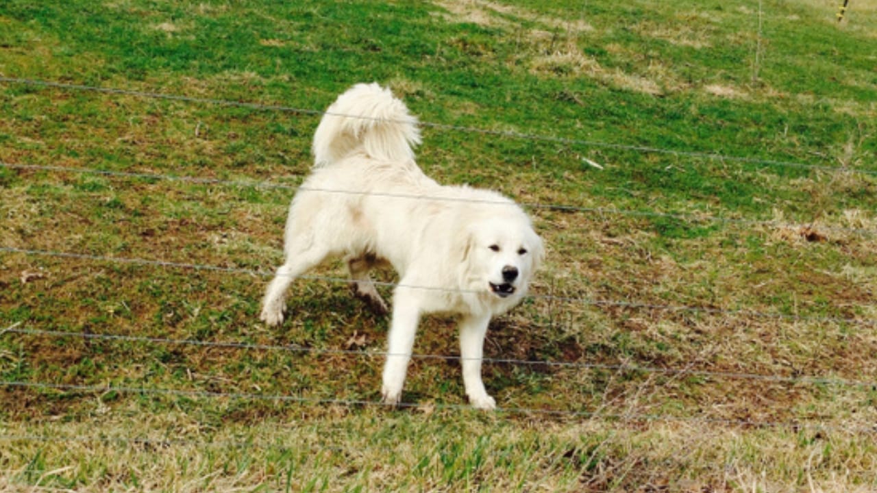 Golden Retriever Charlie's World Record-Breaking Bark & 15 Loudest Barking Breeds - great pyrenees ss1034150248