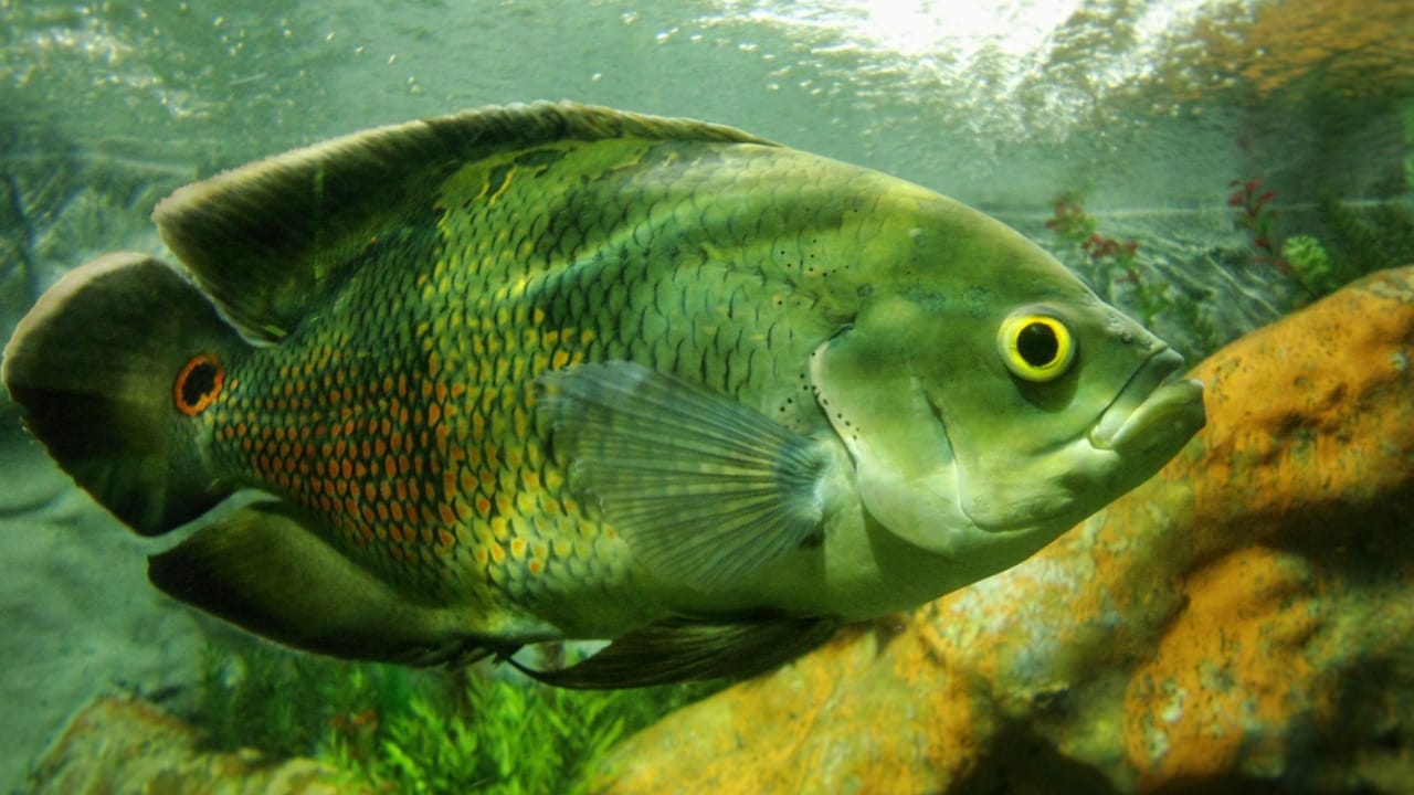 15 Oscar Fish Varieties for the Perfect Aquarium 9 15 Oscar Fish Varieties for the Perfect Aquarium - green oscar fish dp206408514