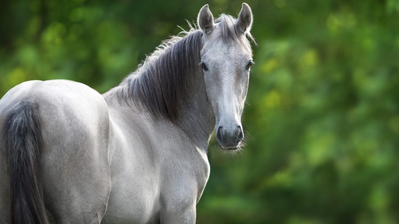 50+ Horse Terms & Slang Every Equestrian Should Know 53 50+ Horse Terms & Slang Every Equestrian Should Know - grey horse dp684310956