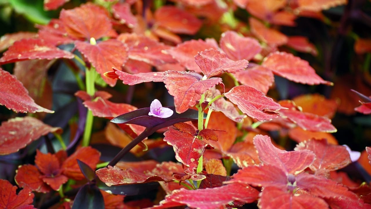 Reclaim Your Garden from Weeds with These 15 Beautiful Flowering Shrubs 5 Reclaim Your Garden from Weeds with These 15 Beautiful Flowering Shrubs - gro low sumac wc