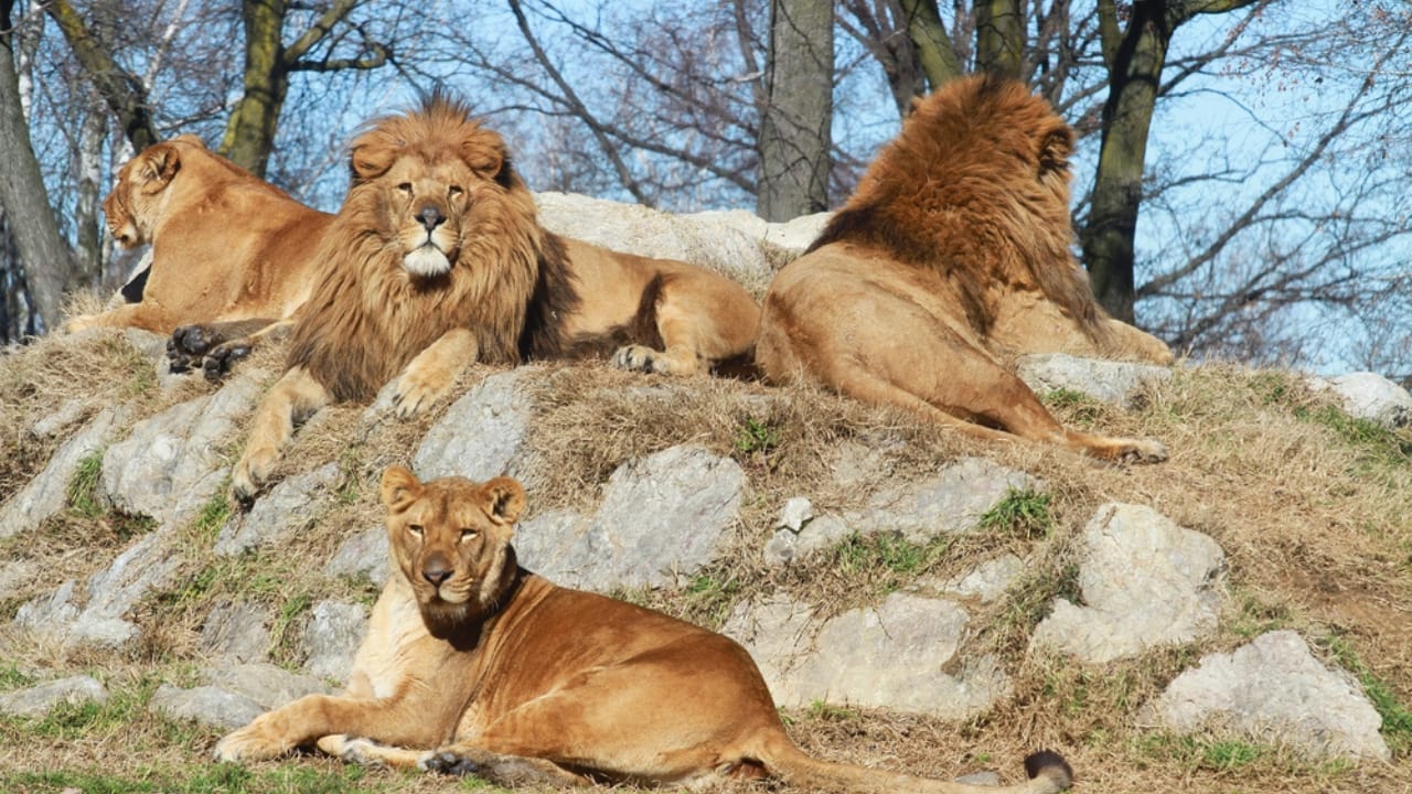 15 Animals That Find Their Happiness in Togetherness 4 15 Animals That Find Their Happiness in Togetherness - group of african lion dp2284044