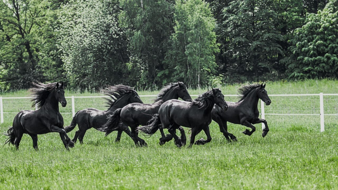 12 Friesian Horse Facts That Will Completely Change How You See Them 13 12 Friesian Horse Facts That Will Completely Change How You See Them - group of friesian horses ss1424141192