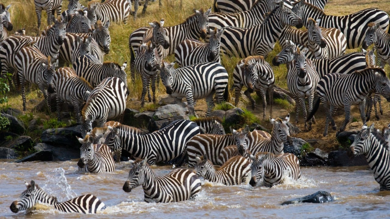 15 Animals That Find Their Happiness in Togetherness 16 15 Animals That Find Their Happiness in Togetherness - group of zebras dp96922316