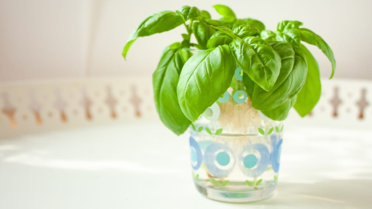 Don't Toss Those Veggie Scraps— 12 Vegetables You Can Regrow for Free 11 Don't Toss Those Veggie Scraps— 12 Vegetables You Can Regrow for Free - growing basil ss1929243641