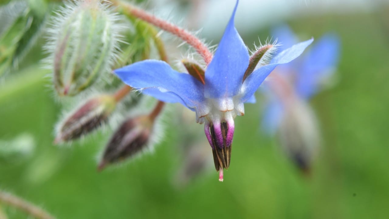 12 Reasons Why This Native Flower Is a Must-Have for Every Garden 8 12 Reasons Why This Native Flower Is a Must-Have for Every Garden - growing borage dp423702450