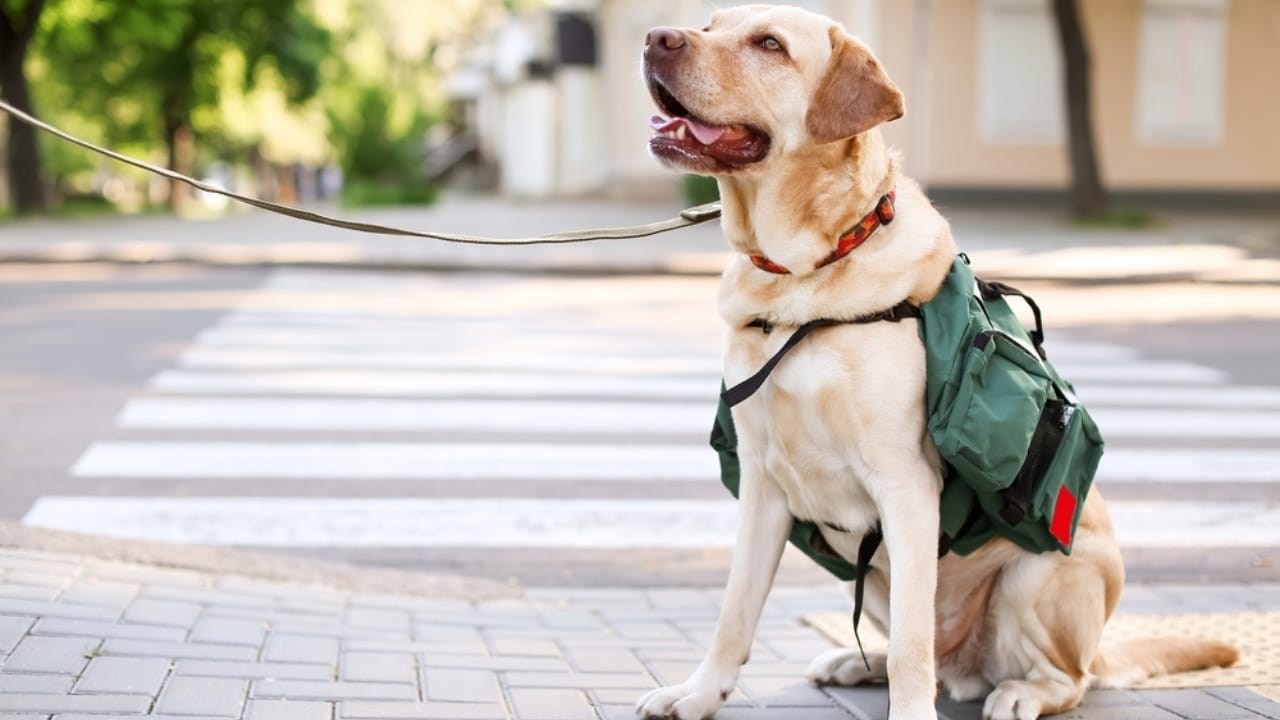 Service Dogs in Action: 14 Facts About Their Life-Transforming Abilities 8 Service Dogs in Action: 14 Facts About Their Life-Transforming Abilities - guide dog in city street ss2078250787