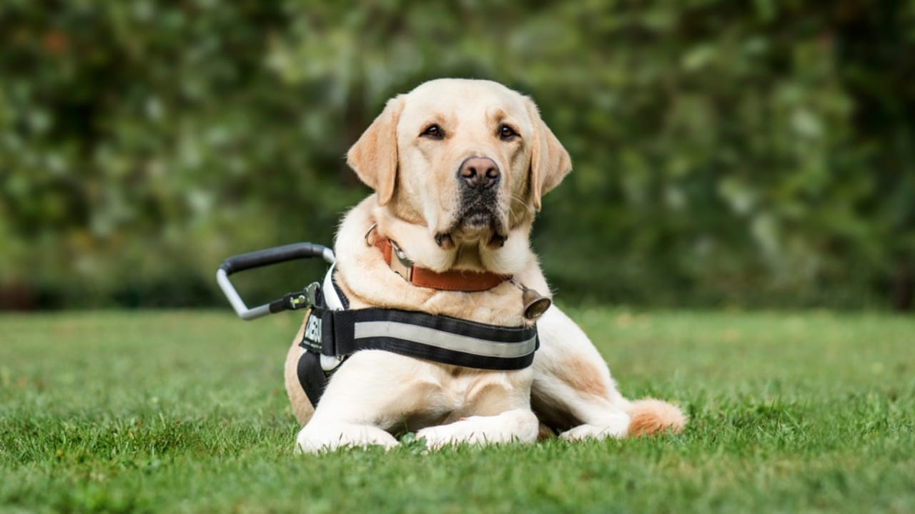 15 Dog Breeds Known for Their Unmatched Courage - guide dog labrador retriever ss1335581585