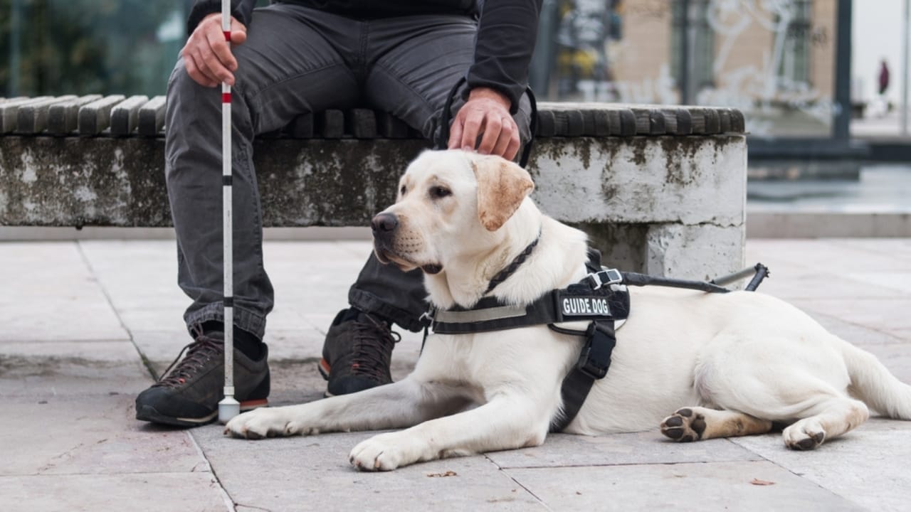 Service Dogs in Action: 14 Facts About Their Life-Transforming Abilities 12 Service Dogs in Action: 14 Facts About Their Life-Transforming Abilities - guide dog ss2499319809