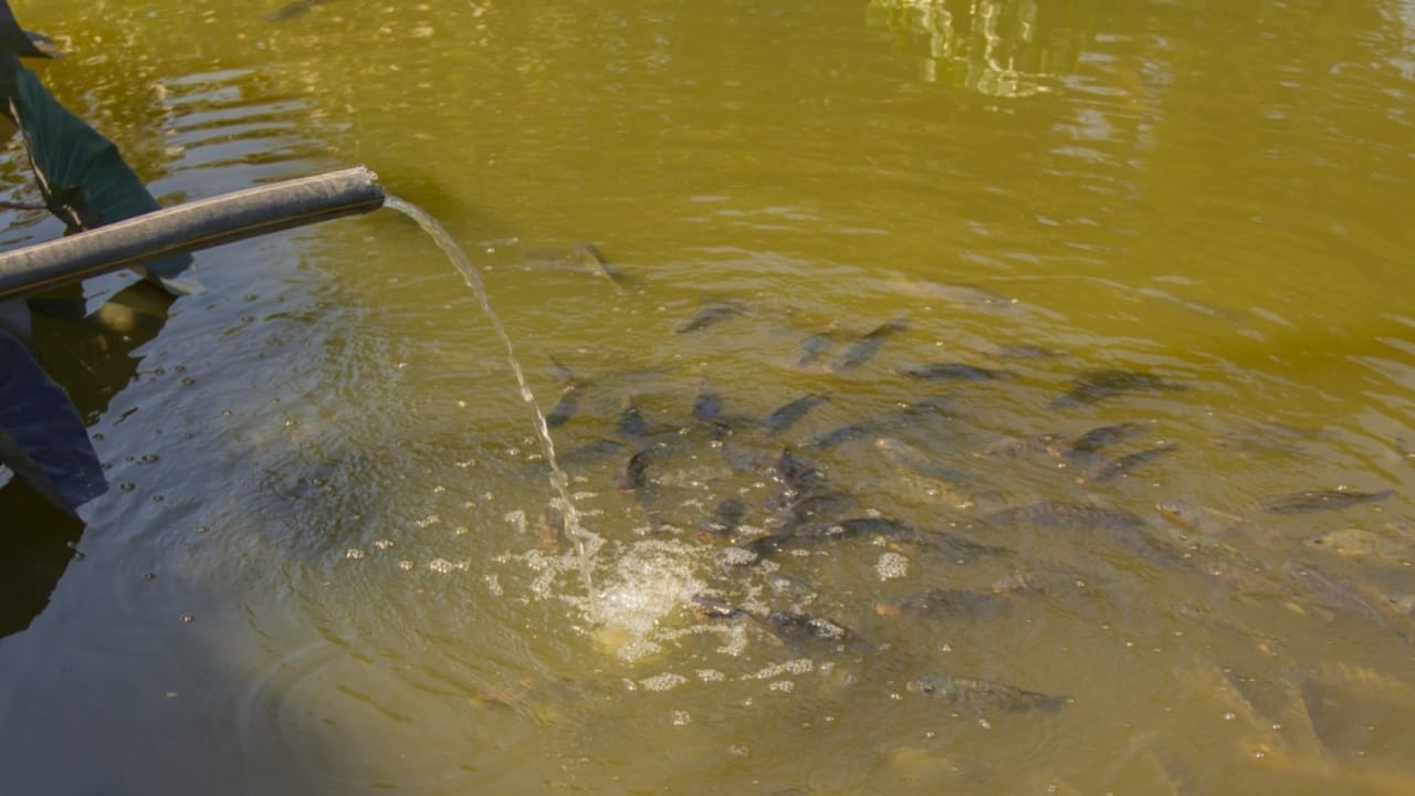 Tilapia & Heavy Metals: The Hidden Contaminants on Your Plate 4 Tilapia & Heavy Metals: The Hidden Contaminants on Your Plate - habitat of tilapia ss2409197913