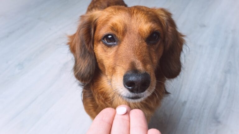 15 Hidden Costs of Pet Ownership Every Pet Parent Should Know 8 15 Hidden Costs of Pet Ownership Every Pet Parent Should Know - hand of owner giving medicine pill to sick dog ss2138132523