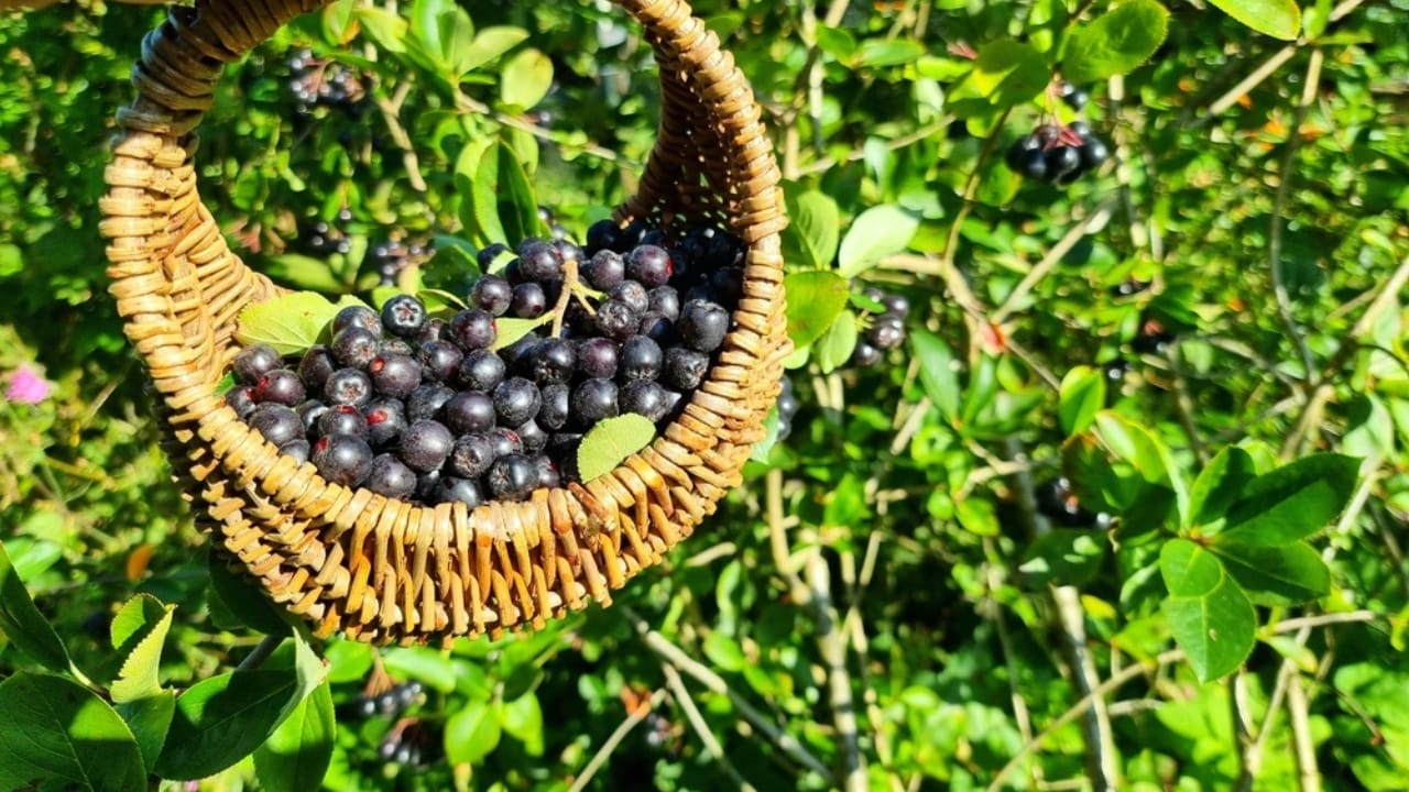 21 Lost Pioneer Skills That Few People Know Today - harvesting black choke berry ss2499338065