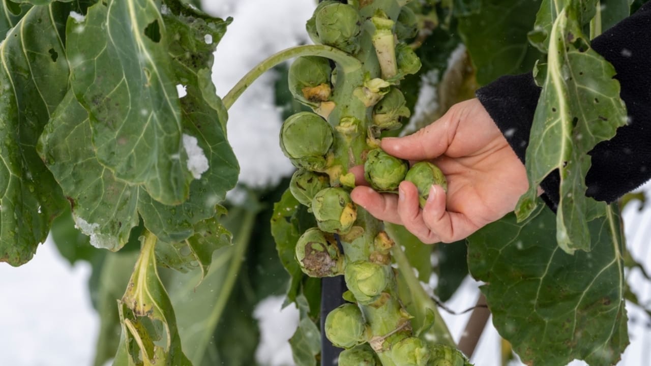 Frost-Defying Veggies: 25 Cold-Hardy Heroes for Your Winter Garden 3 Frost-Defying Veggies: 25 Cold-Hardy Heroes for Your Winter Garden - harvesting brussels sprouts in winter ss2307654377