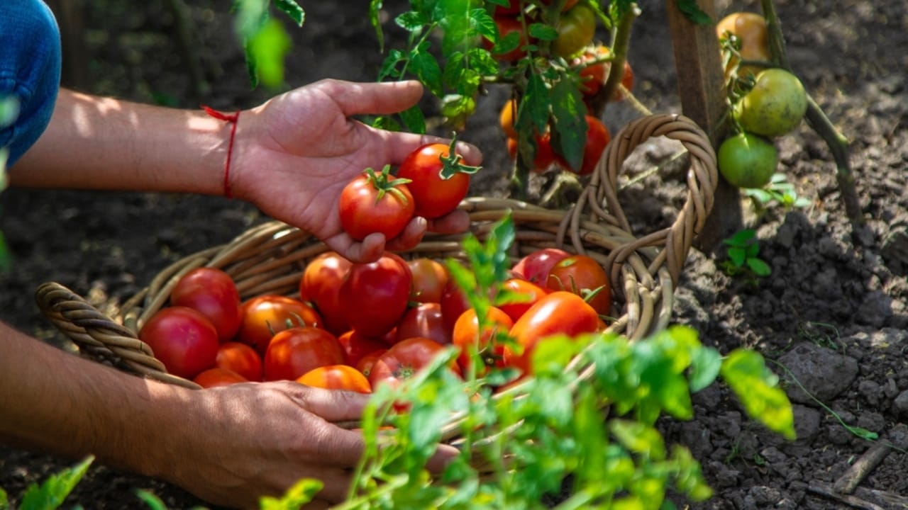 $140K on 1.5 Acres: 10 Strategies for Small Farm Success 4 $140K on 1.5 Acres: 10 Strategies for Small Farm Success - harvesting tomatoes ss2425387921
