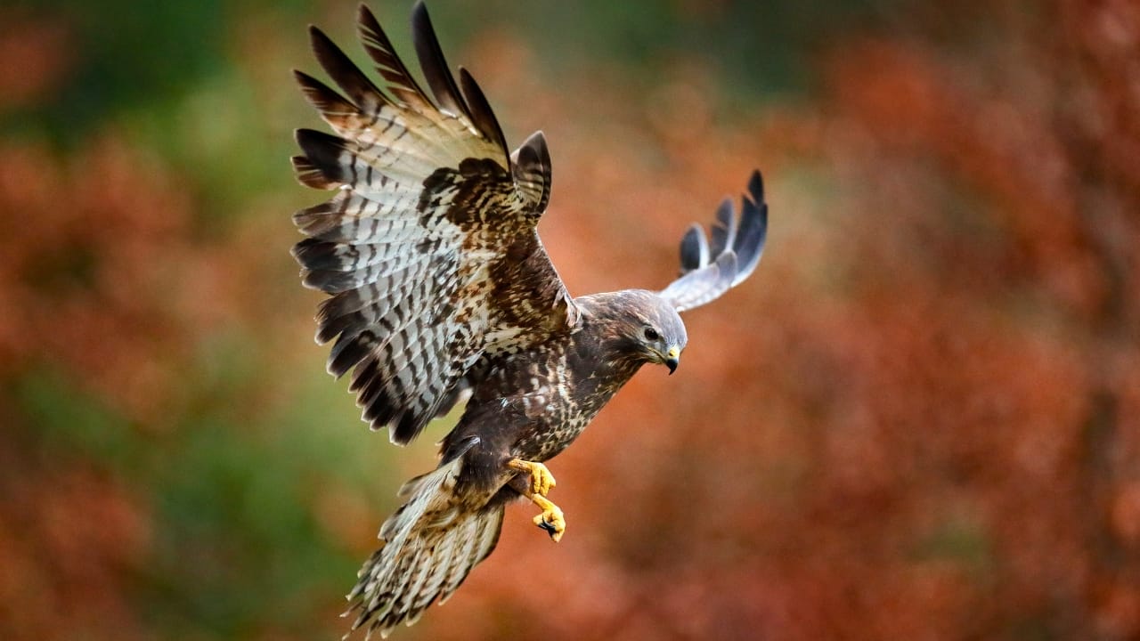 10 Spiritual Messages Hawks May Be Sending You 4 10 Spiritual Messages Hawks May Be Sending You - hawk bird ss1766563838