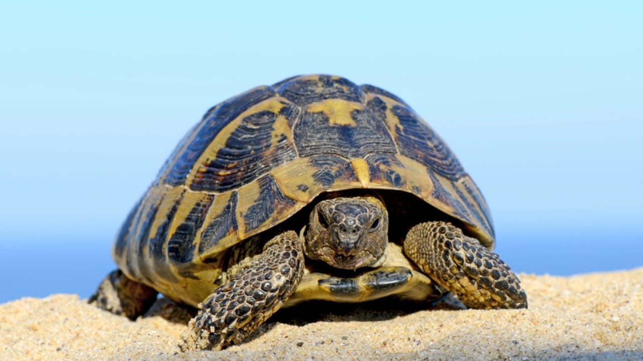 11 Endearing Land Turtles Perfect for a Lifelong Pet—Up to 100 Years 7 11 Endearing Land Turtles Perfect for a Lifelong Pet—Up to 100 Years - hermanns tortoise dp124664002