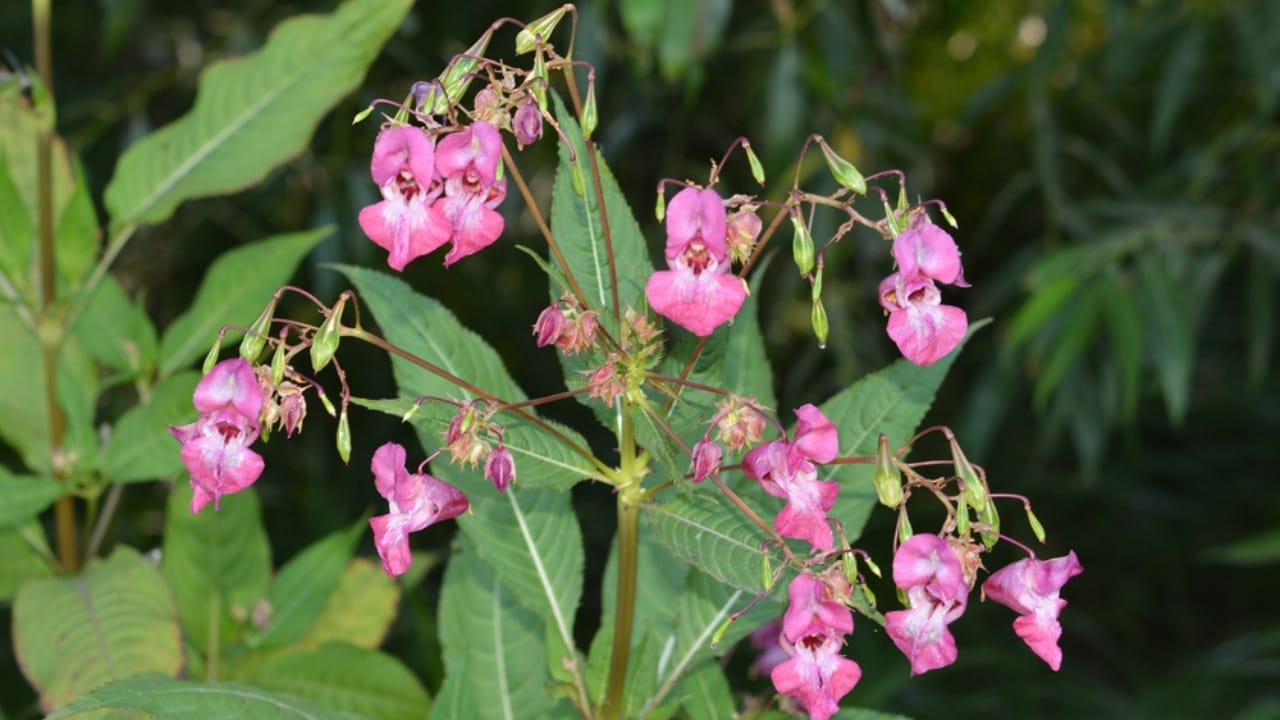 15 Innocent-Looking Flowers That Could Destroy Your Landscape 11 15 Innocent-Looking Flowers That Could Destroy Your Landscape - himalayan balsam ss1865550253