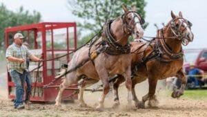 The 15 Strongest Horse Breeds & Their Remarkable Abilities 1 The 15 Strongest Horse Breeds & Their Remarkable Abilities - horse pulling ss2116268615
