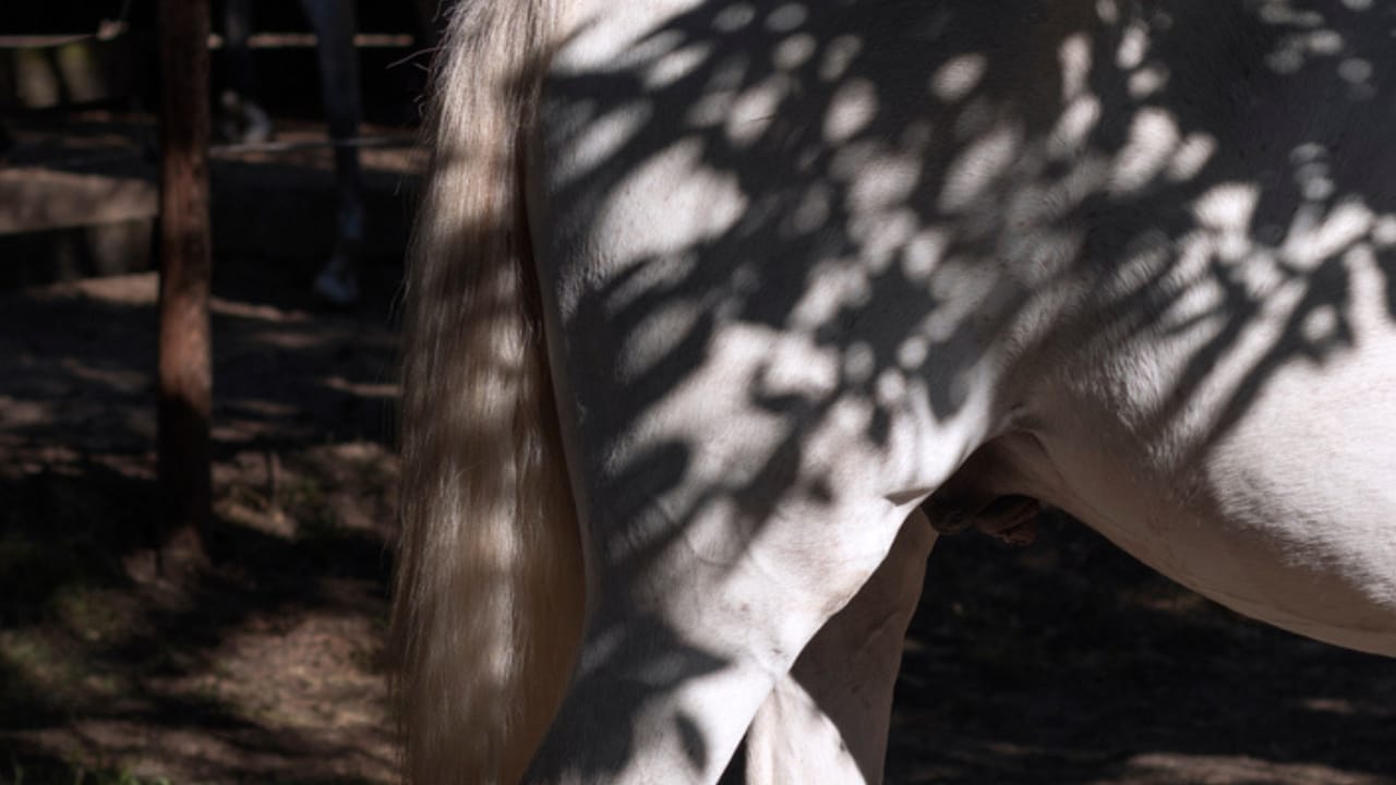 50+ Horse Terms & Slang Every Equestrian Should Know 24 50+ Horse Terms & Slang Every Equestrian Should Know - horse Gaskin hind legs ss2020716032