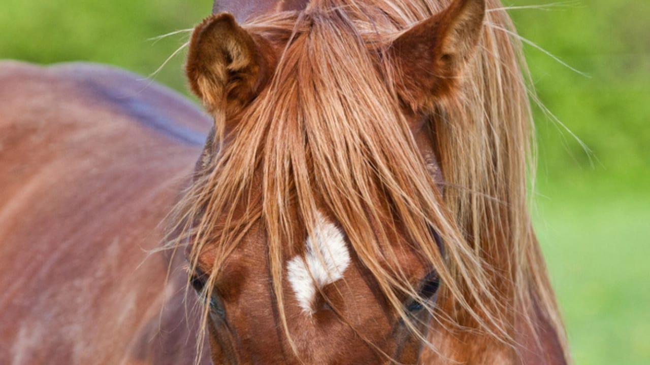 50+ Horse Terms & Slang Every Equestrian Should Know 22 50+ Horse Terms & Slang Every Equestrian Should Know - horse Poll dp239582322