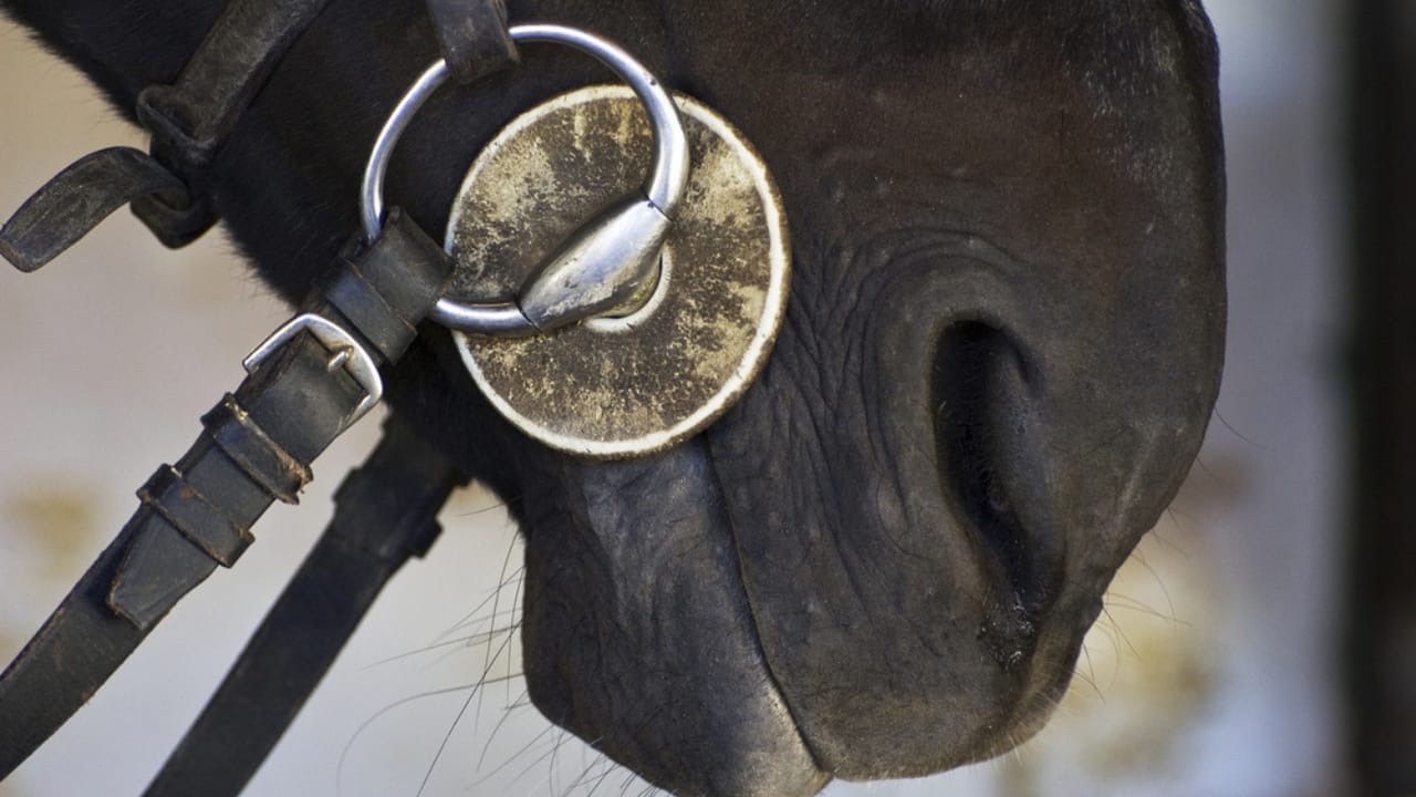 50+ Horse Terms & Slang Every Equestrian Should Know 36 50+ Horse Terms & Slang Every Equestrian Should Know - horse bit dp1972647