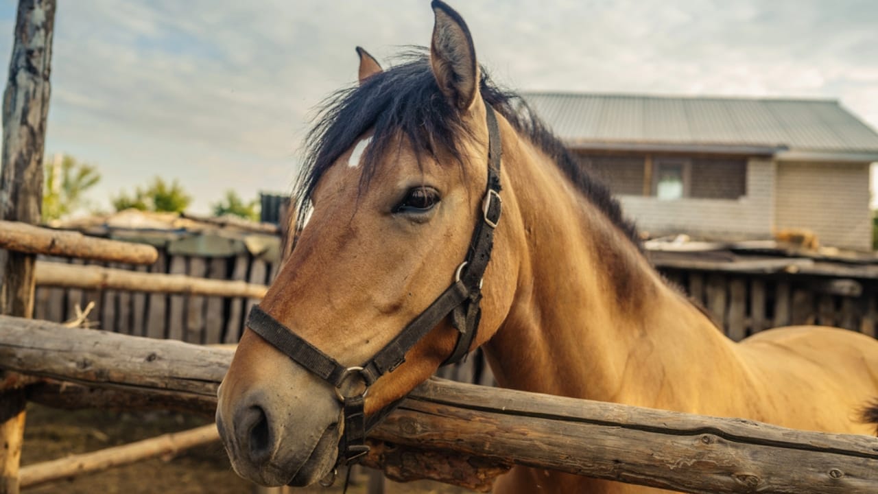 15 Wild Horse Facts Straight from History’s Pages 12 15 Wild Horse Facts Straight from History’s Pages - horse bridles dp285791306