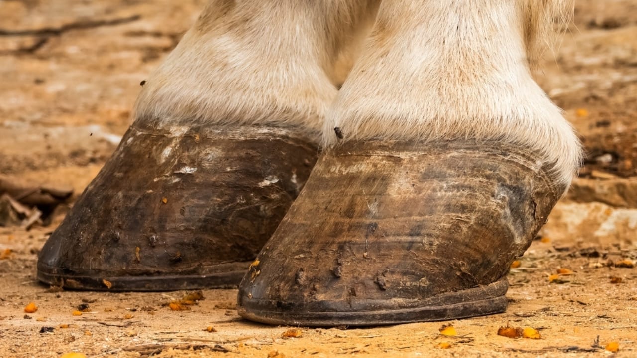 50+ Horse Terms & Slang Every Equestrian Should Know 19 50+ Horse Terms & Slang Every Equestrian Should Know - horse coronet ss2139493093