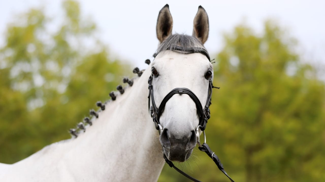 50+ Horse Terms & Slang Every Equestrian Should Know 38 50+ Horse Terms & Slang Every Equestrian Should Know - horse dp358632150