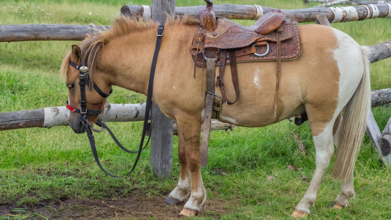 50+ Horse Terms & Slang Every Equestrian Should Know 34 50+ Horse Terms & Slang Every Equestrian Should Know - horse dp50916349