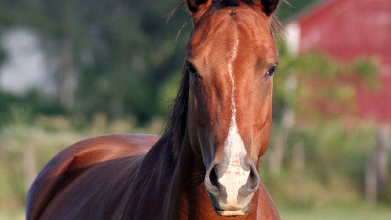 50+ Horse Terms & Slang Every Equestrian Should Know 45 50+ Horse Terms & Slang Every Equestrian Should Know - horse dp8963370