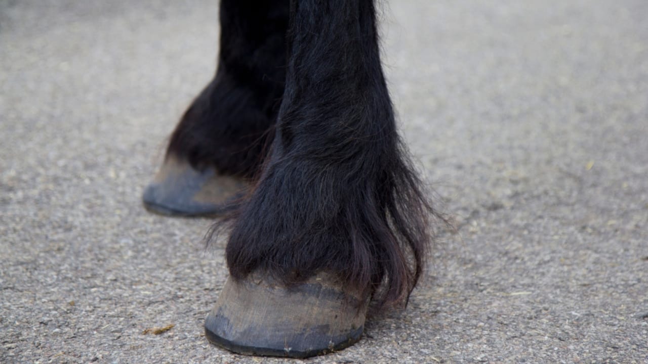 50+ Horse Terms & Slang Every Equestrian Should Know 16 50+ Horse Terms & Slang Every Equestrian Should Know - horse fetlock ss1563178225