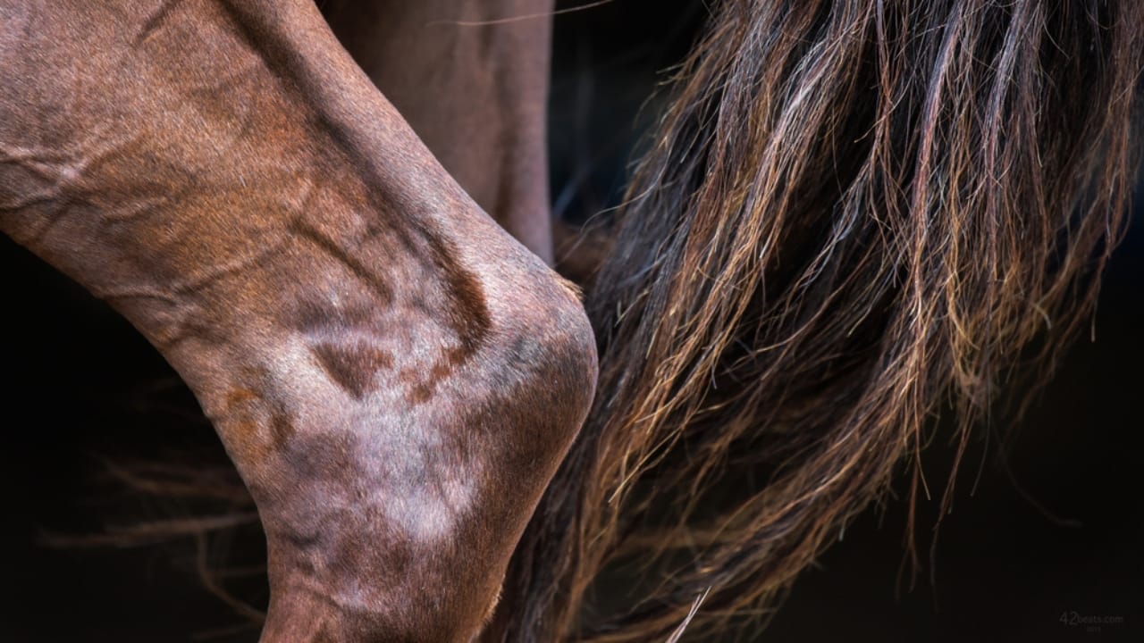 50+ Horse Terms & Slang Every Equestrian Should Know 18 50+ Horse Terms & Slang Every Equestrian Should Know - horse hock ss335835731