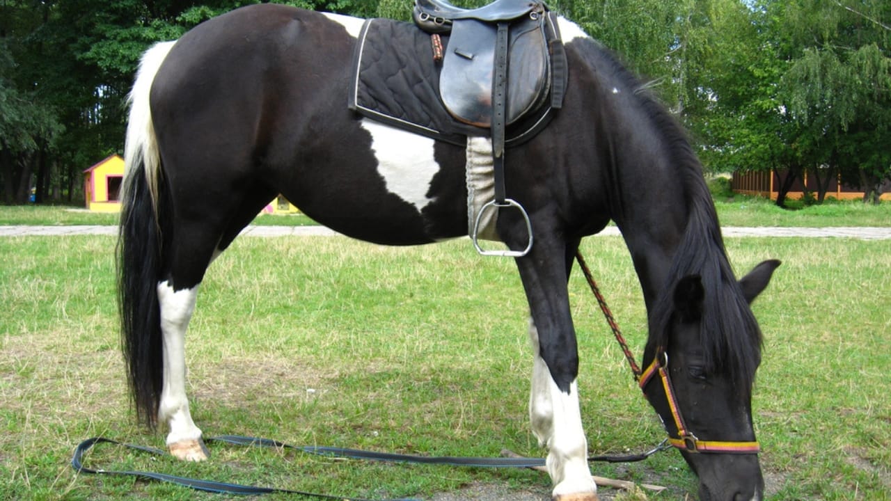 50+ Horse Terms & Slang Every Equestrian Should Know 41 50+ Horse Terms & Slang Every Equestrian Should Know - horse pony with a saddle dp23237730