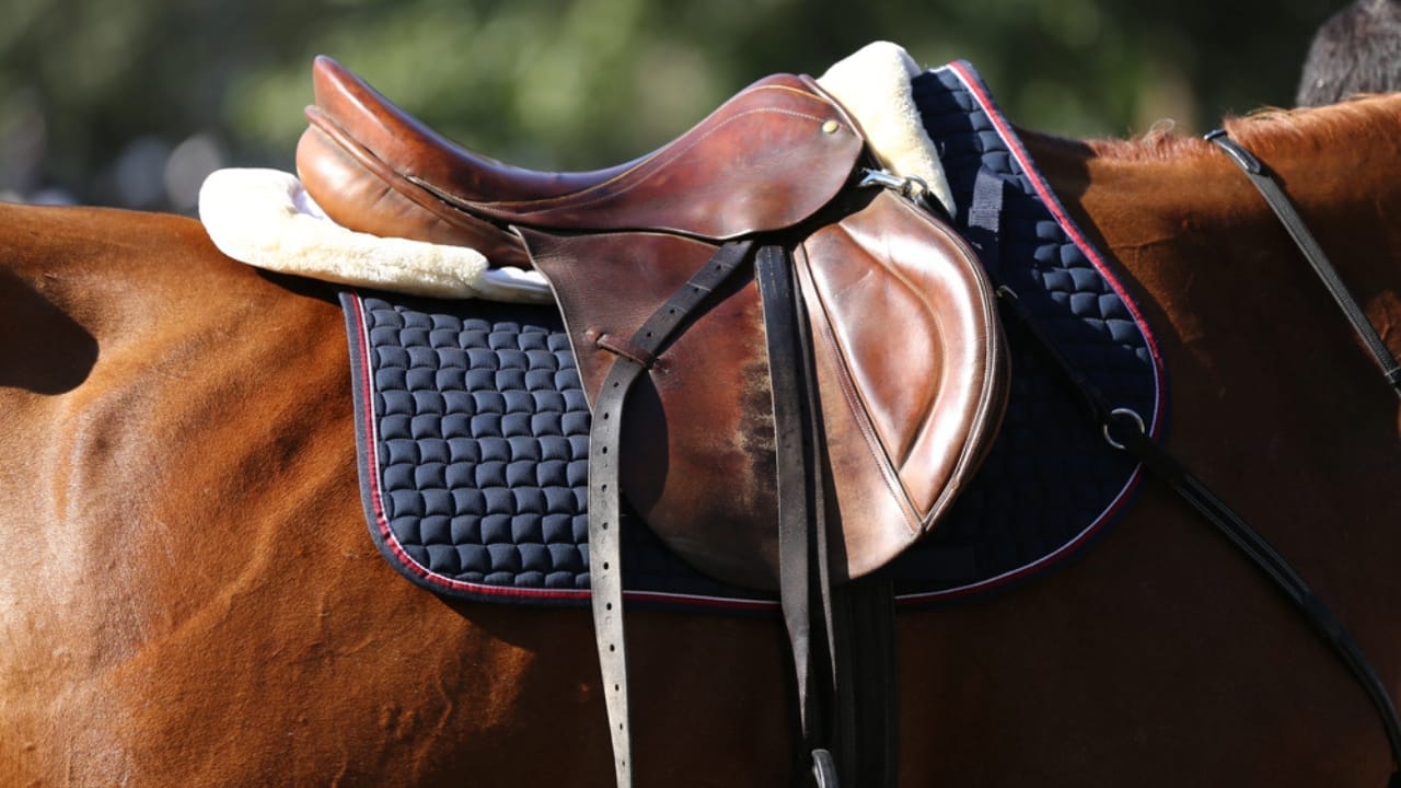 15 Horse Terms to Know Before Grabbing the Reins for the First Time 3 15 Horse Terms to Know Before Grabbing the Reins for the First Time - horse tack dp213991630