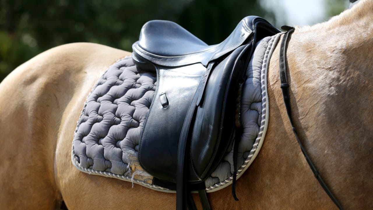 50+ Horse Terms & Slang Every Equestrian Should Know 42 50+ Horse Terms & Slang Every Equestrian Should Know - horse wearing saddle and saddle pad dp289836196