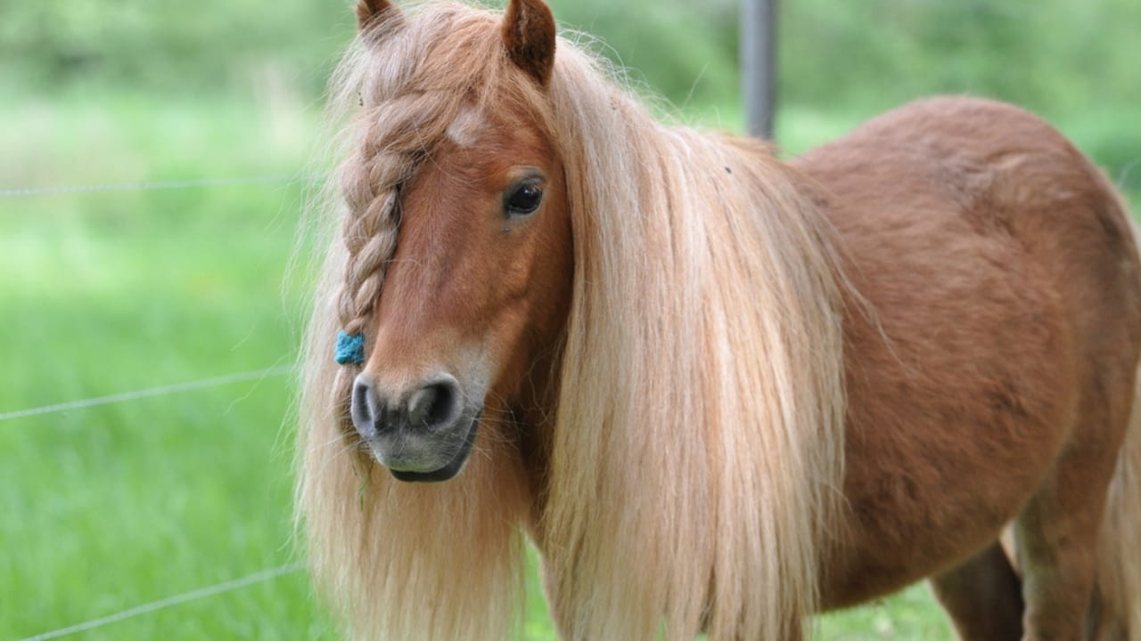 15 Wild Horse Facts Straight from History’s Pages 10 15 Wild Horse Facts Straight from History’s Pages - horse with a long mane ss583449799