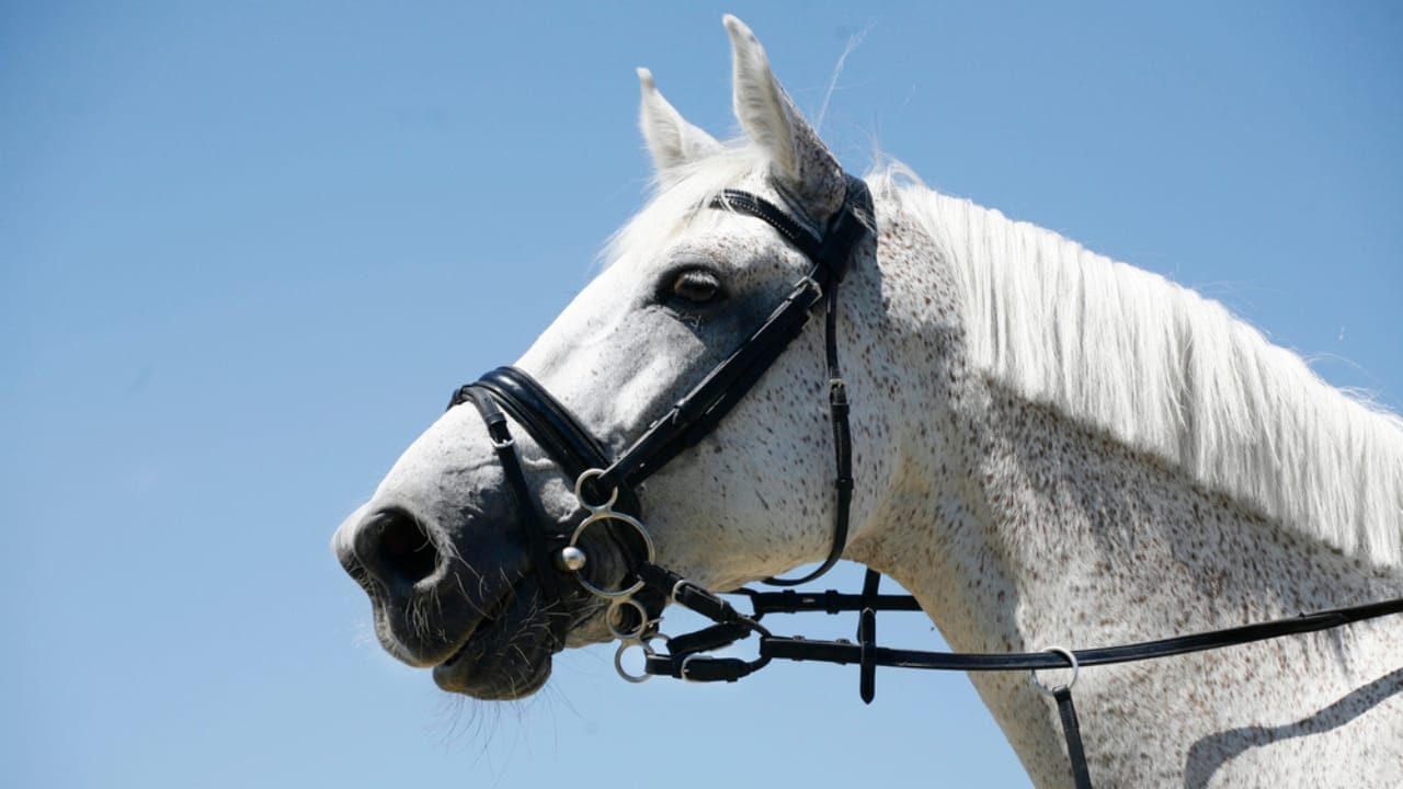 50+ Horse Terms & Slang Every Equestrian Should Know 37 50+ Horse Terms & Slang Every Equestrian Should Know - horse with bridle dp96672016