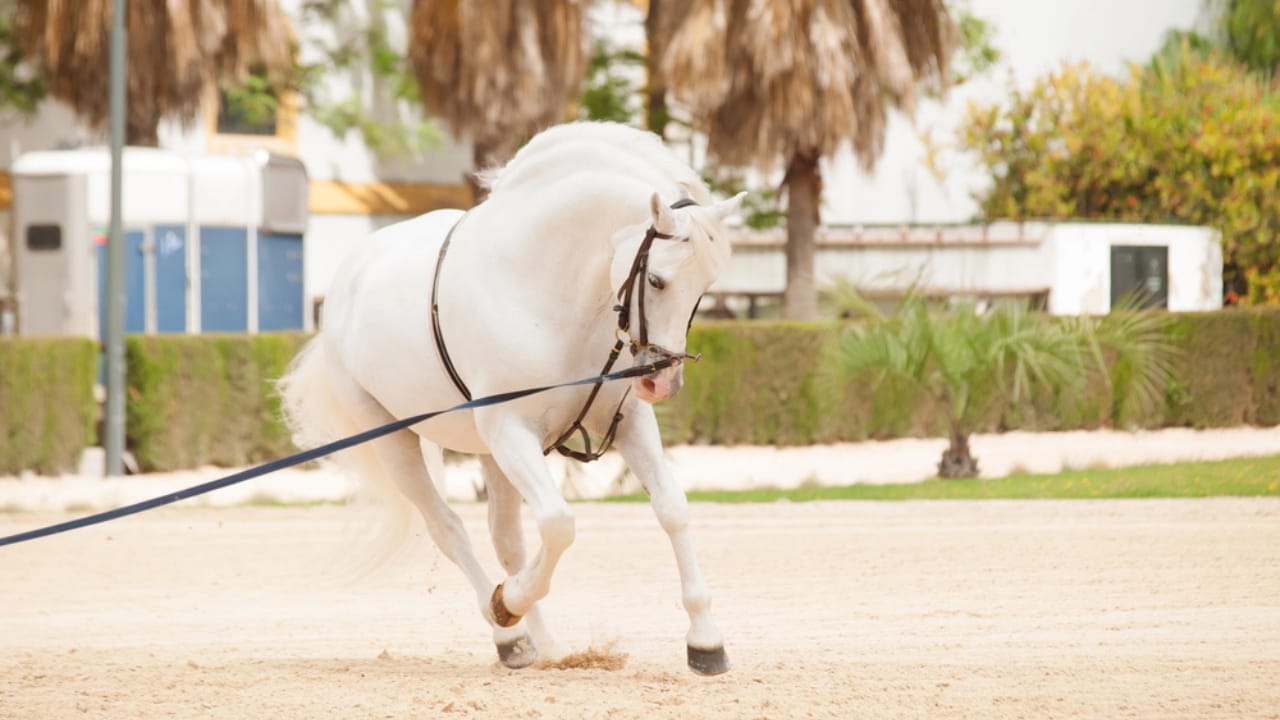 50+ Horse Terms & Slang Every Equestrian Should Know 44 50+ Horse Terms & Slang Every Equestrian Should Know - horse with lunge line dp46180339