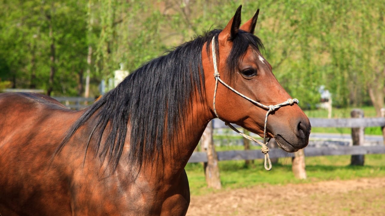 15 Horse Terms to Know Before Grabbing the Reins for the First Time 6 15 Horse Terms to Know Before Grabbing the Reins for the First Time - horse withers dp8363821
