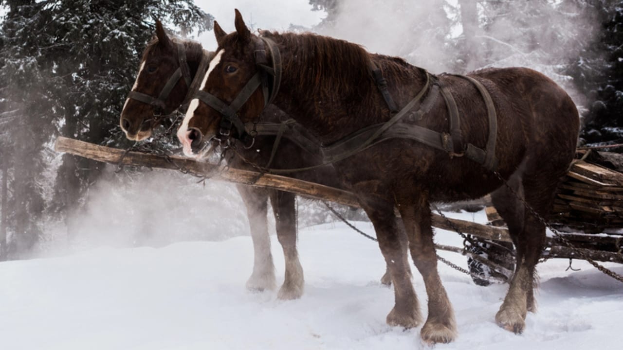 50+ Horse Terms & Slang Every Equestrian Should Know 35 50+ Horse Terms & Slang Every Equestrian Should Know - horses dp327217770