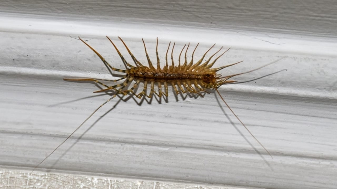 5 Pests Likely to Invade Your Drains This Fall (and How to Stop Them) 6 5 Pests Likely to Invade Your Drains This Fall (and How to Stop Them) - house centipede ss2040497876