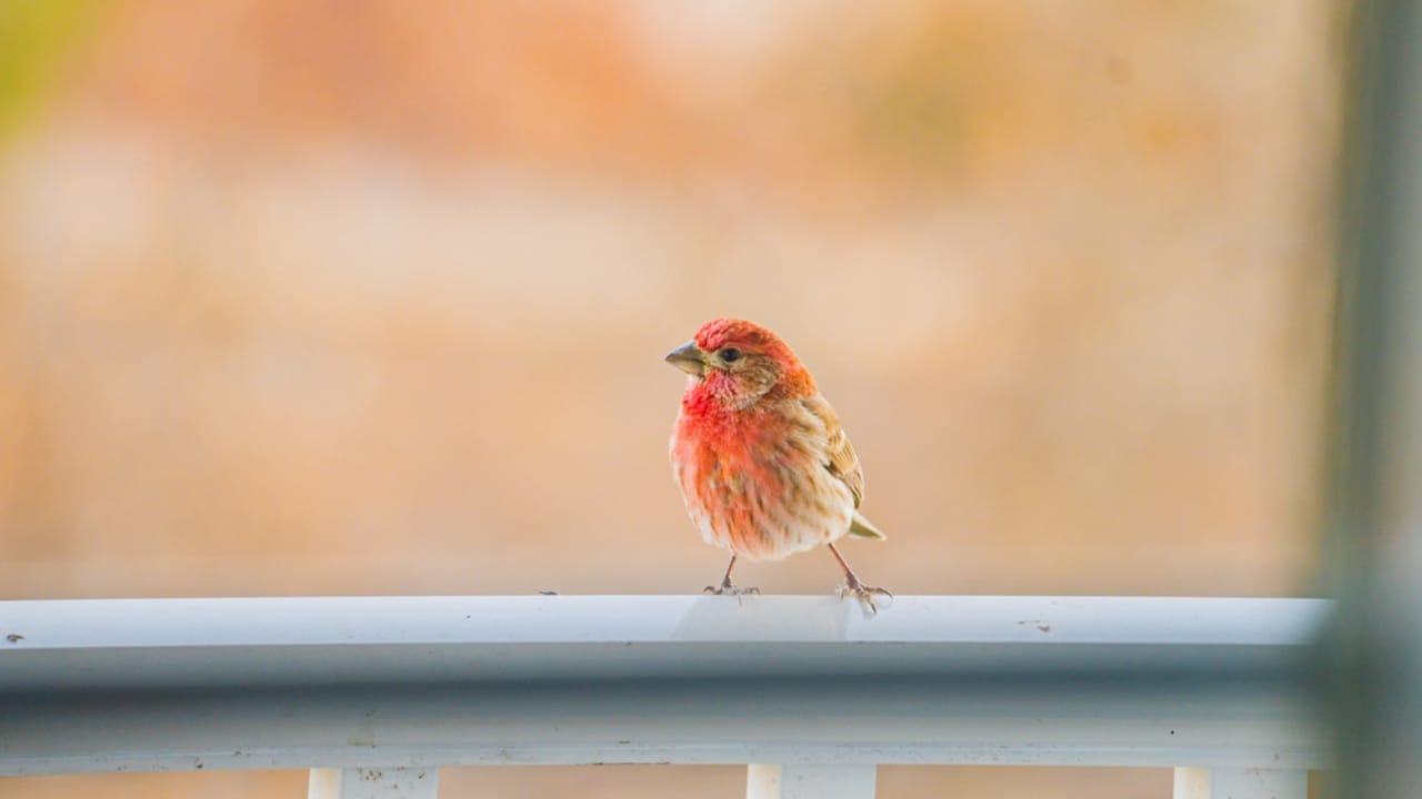 10 Mystical Messages the Universe Sends When Birds Chirp in the Morning 4 10 Mystical Messages the Universe Sends When Birds Chirp in the Morning - house finch dp649839904