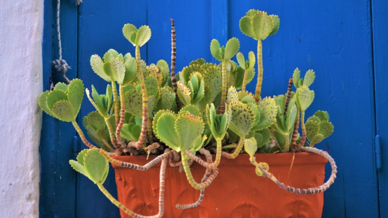 This Succulent Plant Will Liven Up Your Home with Its Vibrant Colors 4 This Succulent Plant Will Liven Up Your Home with Its Vibrant Colors - houseplant kalanchoe memorata ss1166244991